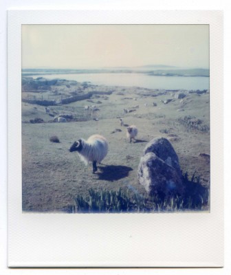 Sheeps. Ireland. Polaroid by Florent Dudognon