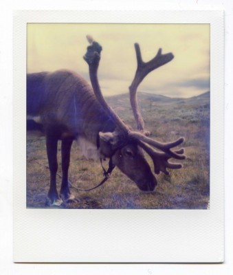 Reindeer, Norway. Polaroid by Florent Dudognon