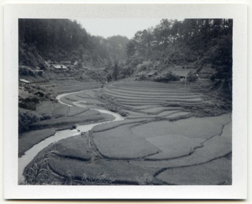 Rice fields, Vietnam. Fuji Instant film by Florent Dudognon