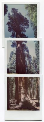 Sequoia, USA. Polaroids by Florent Dudognon