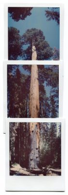 Sequoia, USA. Polaroids by Florent Dudognon