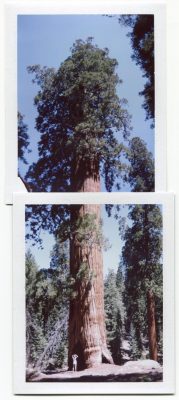 Sequoias, USA. Fuji Instant films by Florent Dudognon